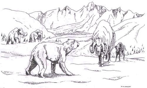   Fairbanks, ,  Rancholabrean.  Mammuthus primigenius, Arctodus simus  Symbos cavifrons.